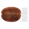 The Golden Age of Botanical Art 2018 edition - sample pages