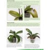 Growing Orchids at Home, Second Edition - sample page