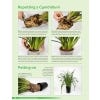 Growing Orchids at Home, Second Edition - sample page