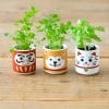 Lucky Dog Hachi White Clover Growing kit