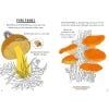 Hello Fungi, A Little Guide to Nature - 2 internal pages of the book