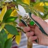 Houseplant Pruner from Burgon & Ball
