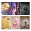 IGPOTY Collection 2024, Postcards in detail