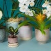 Pink Indoor Planters from Ivyline