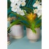 Ivyline Pink Planters