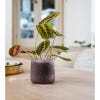Kew Crackle Glass Planter 14cm, Damson