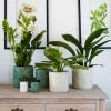 Kew Stoneware Meadow Planter 18cm, Ivory & Olive lifestyle