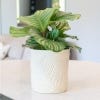 Lifestyle image of Kew Stoneware Sago Palm Planter, Ivory