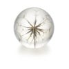 large goatsbeard paperweight