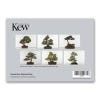 Kew Bonsai Concertina Postcard Set, back