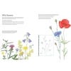 Image of two internal pages of the book describing and showing how to illustrate wild flowers