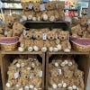 Kew Teddy Bears at Victoria Plaza shop