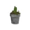 Kew zinc small pot with a bulb inside