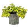Kew Zinc Tub Planter with Handles containing a plant