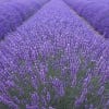 Image of a lavender field.