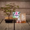 Lifestyle image of the Lucky Plant Beckoning Cat 