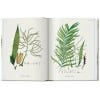 Martius, The Book of Palms, 2 internal pages
