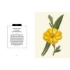 Evening Primrose
