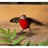 Lifestyle image of the Metal Robin with Open Wings