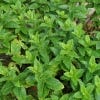 Image of Mint plants