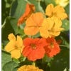 Image of Nasturtium flowers.
