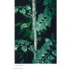 Field Guide to the Rattans of Africa - Sample pages