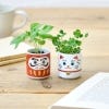 Lifestyle image of the Lucky Plant Beckoning Cat and Daruma Doll kits