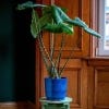 image of the pot with a Alocasia Zebrina plant in it.