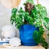 image of the pot with a mini monstera plant in it.
