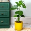 Lifestyle image of the yellow pot with a Monstera plant potted in.