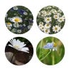 Kew Wildflowers Seedball Tube, Oxeye Daisy