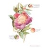 The Watercolour Flower Painter's A to Z - sample page