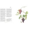 Grape vine information page from Plants of the Qur'an