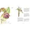 Ensete information page from Plants of the Qur'an