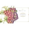 Grape Vine title page from Plants of the Qur'an