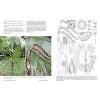 Palms of New Guinea - inside pages
