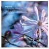 Page entitled Magnolias from Kew Guide