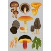 Page from Fungarium Poster Book
