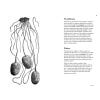 Plant Words - sample pages