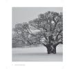 Ancient Oaks in the English Landscape (2nd edition) - inside page
