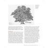 Ancient Oaks in the English Landscape (2nd edition) - inside page