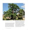 Ancient Oaks in the English Landscape (2nd edition) - inside page