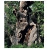 Ancient Oaks in the English Landscape (2nd edition) - inside page
