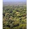 Catalogue of Fungi of Colombia - sample page