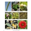 Collection of photographs of plants labelled as animal food in Catalogue of Useful Plants of Colombia