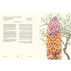 A Herbal of Iraq - sample pages