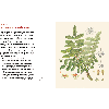 The Kew Gardens Christmas Book - inside page