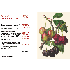 The Kew Gardens Christmas Book - inside page