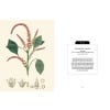 Kew Pocketbooks: Festive Flora - sample page