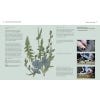 The Gardener's Companion to Medicinal Plant - inside page